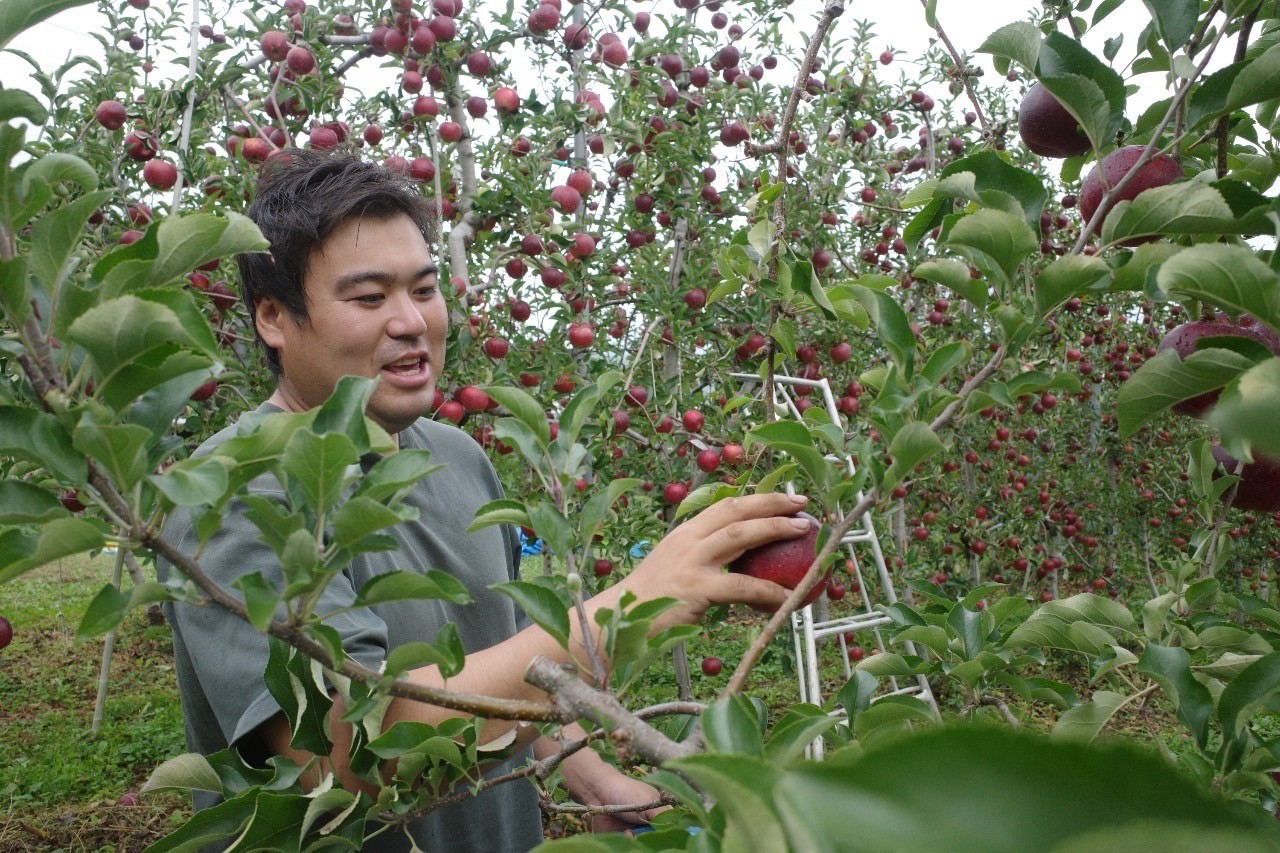 りんごを収穫する大ちゃん