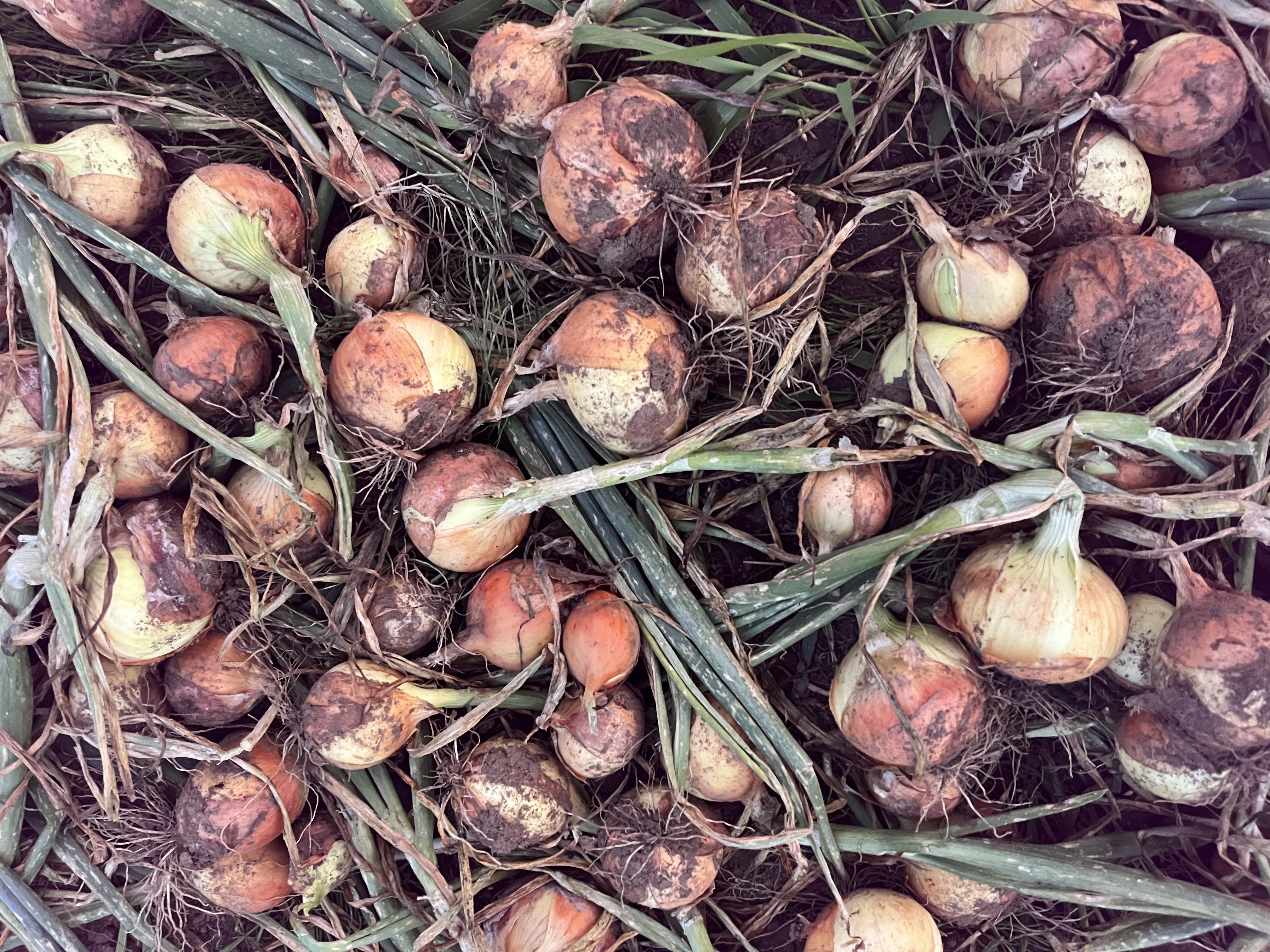 地域とのつながり